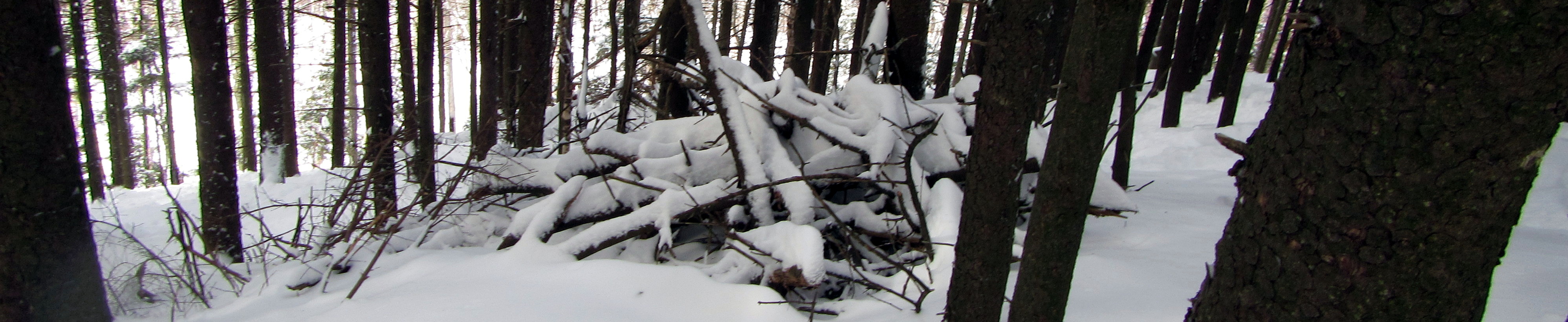 Cimetière d'arbres