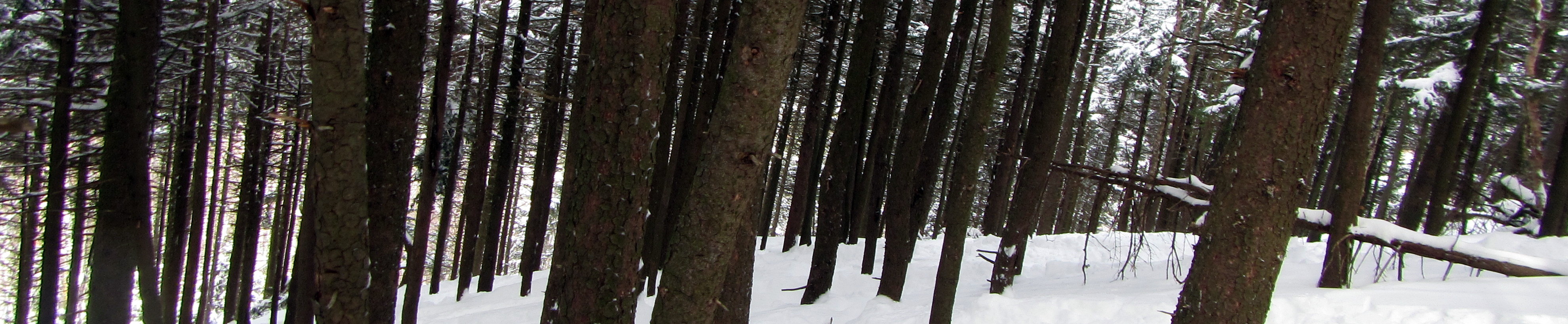 Sous-bois serrés