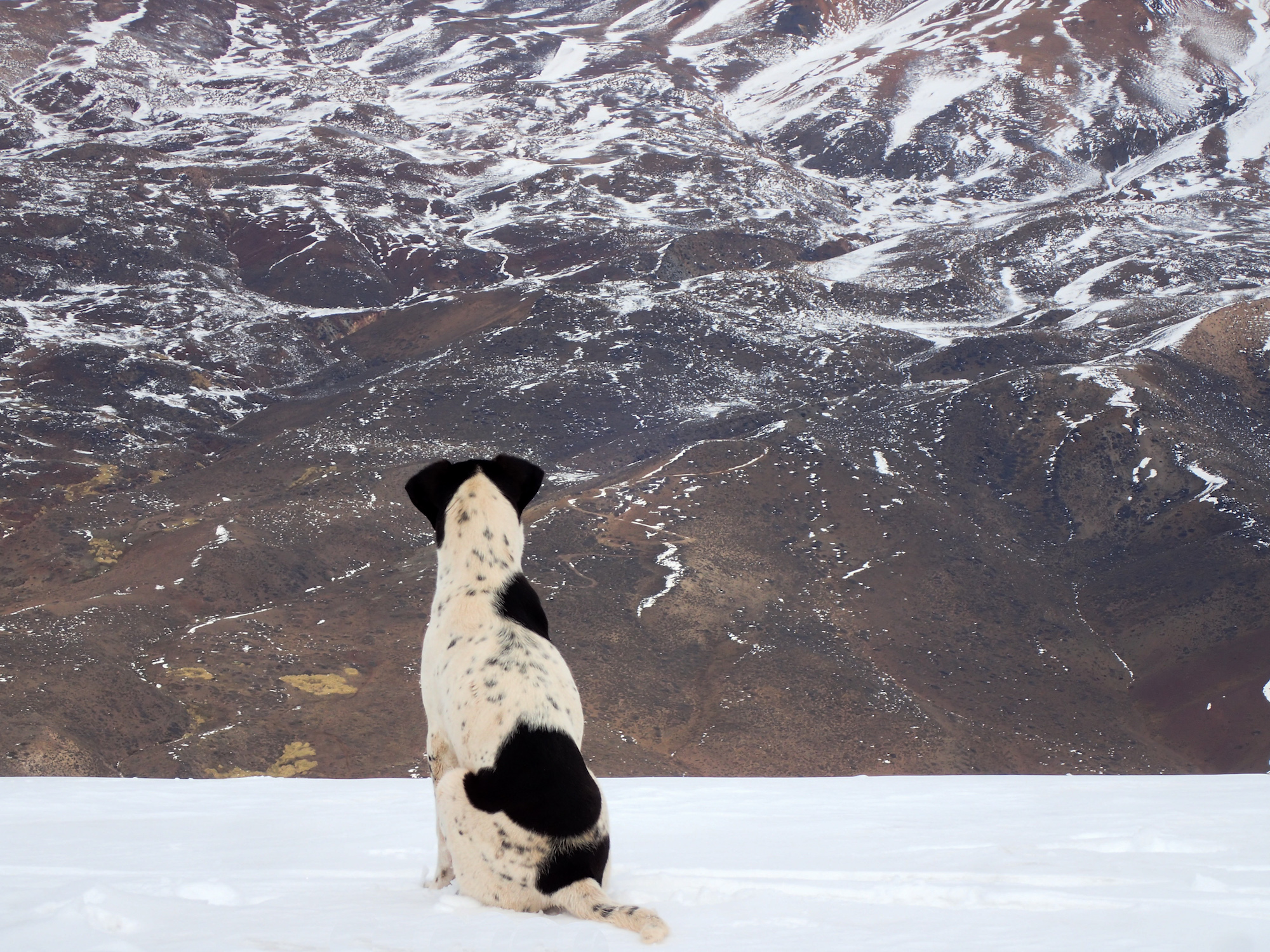 Le chien contemple la vallée du haut de la montagne