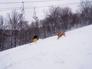 Comment bien préparer votre ski de gazon.