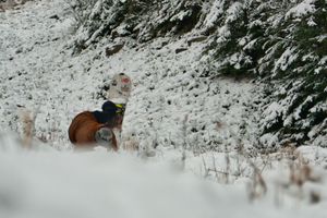 Début de saison