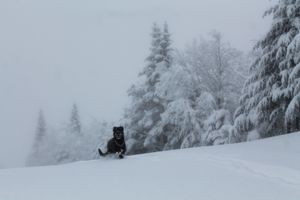 Bulletin météo du 24 décembre: Poudreuse pour Noël !