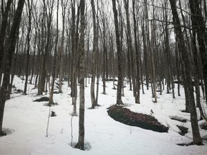 Bulletin météo du 24 mars: le retour de la machine à neige