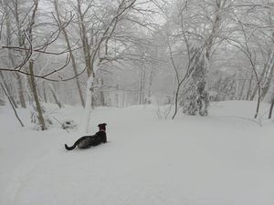 Bulletin météo du 19 janvier : le coeur de l'hiver