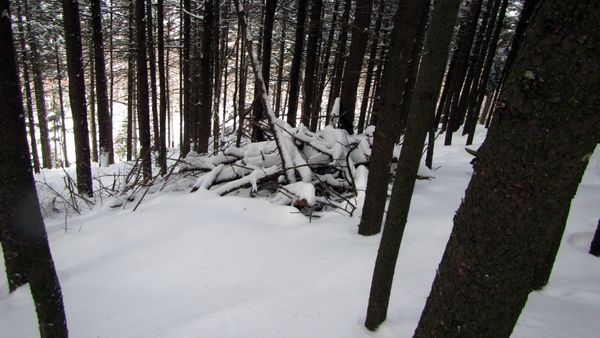 Ode aux sous-bois faits maison